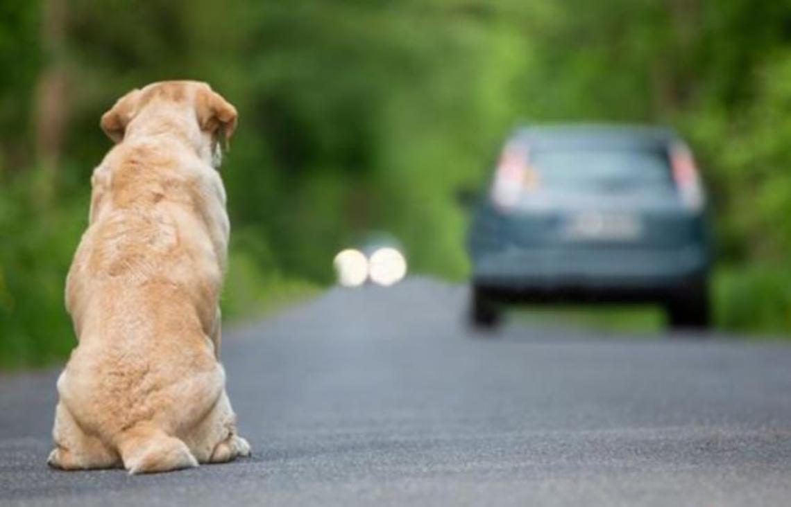  Esodo di agosto, ogni anno abbandonati 80mila cani e 50mila gatti