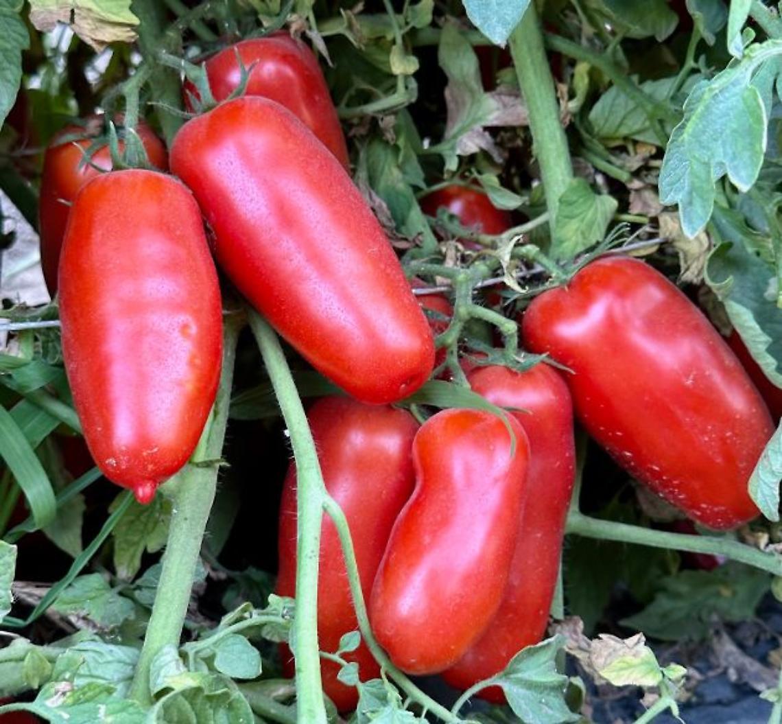 Pomodoro San Marzano Dop, «resa meno alta ma qualità al top»