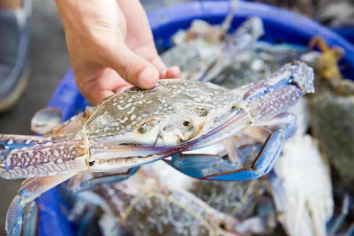 Granchio blu, Unci Agroalimentare: allarme anche in Campania