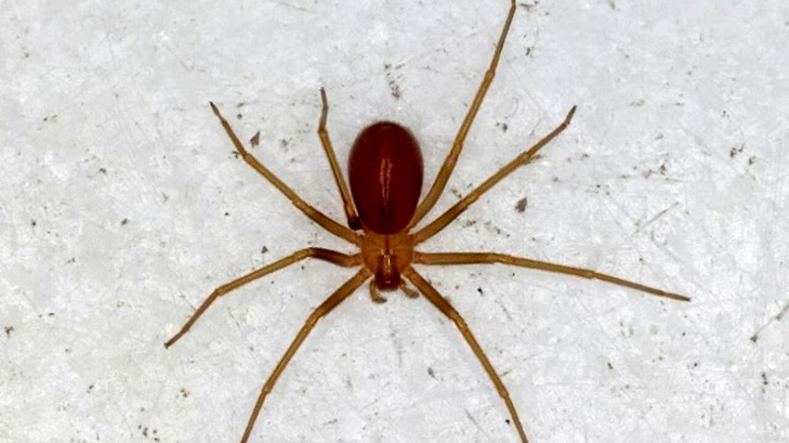 Morso dal ragno violino, muore 23enne