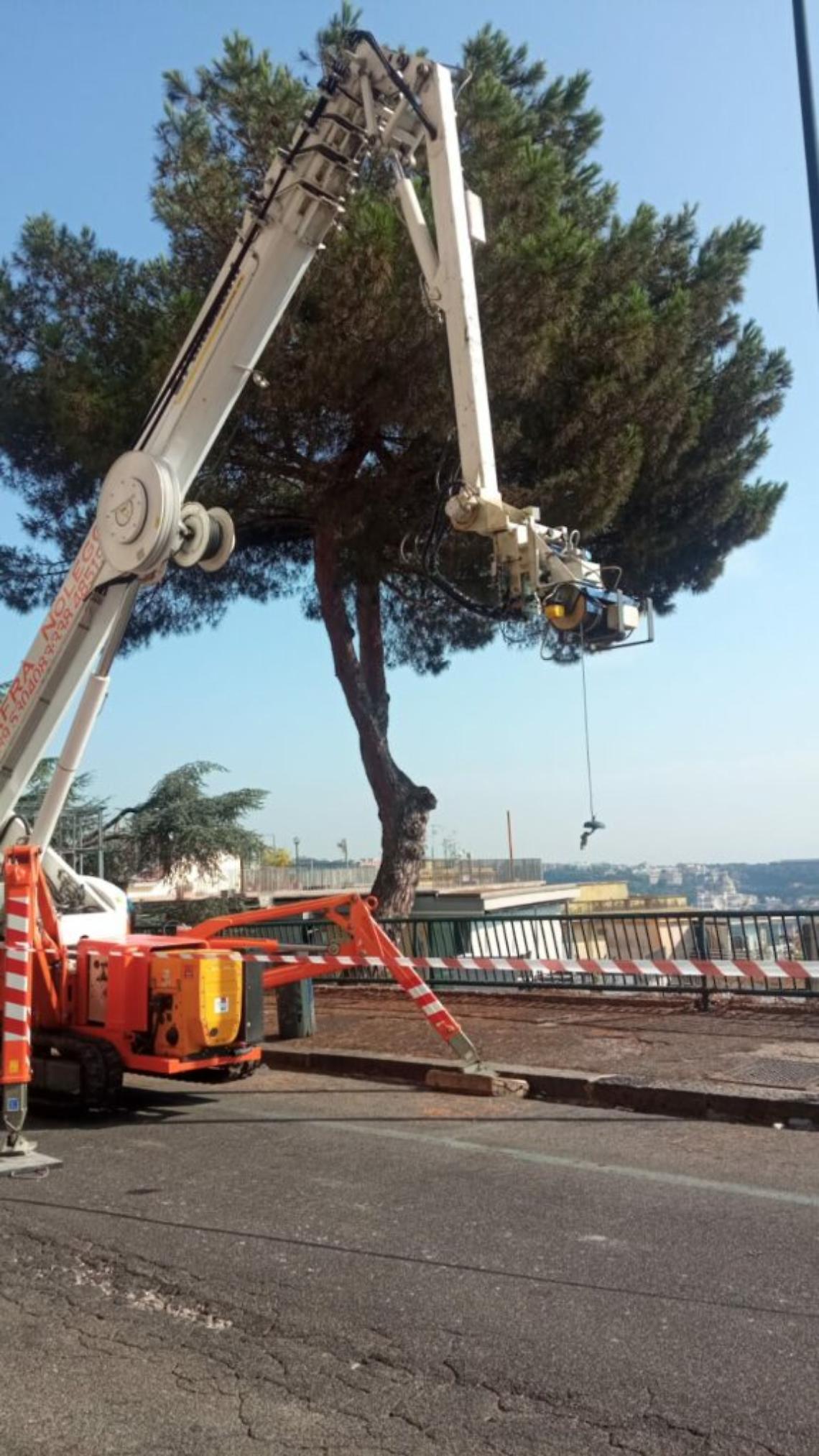 Commemorazione per il pino tagliato