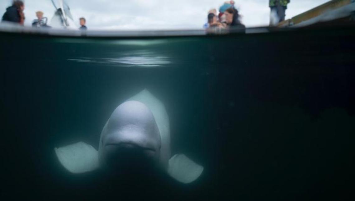 Norvegia, trovata morta Hvaldimir: la balena beluga presunta “spia" della Russia