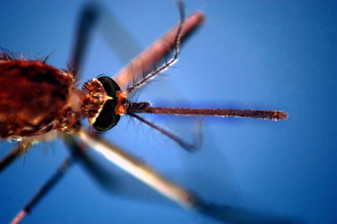 Otto casi di West Nile in Campania, 4 in rianimazione