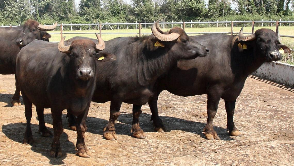 Latte di bufala e filiera, da Coldiretti massima attenzione