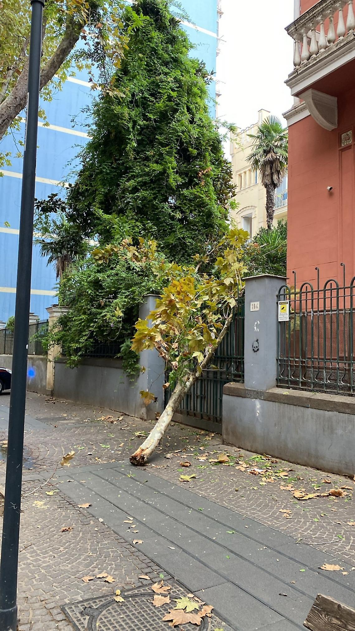 Grosso ramo di platano si spezza e cade sul marciapiede