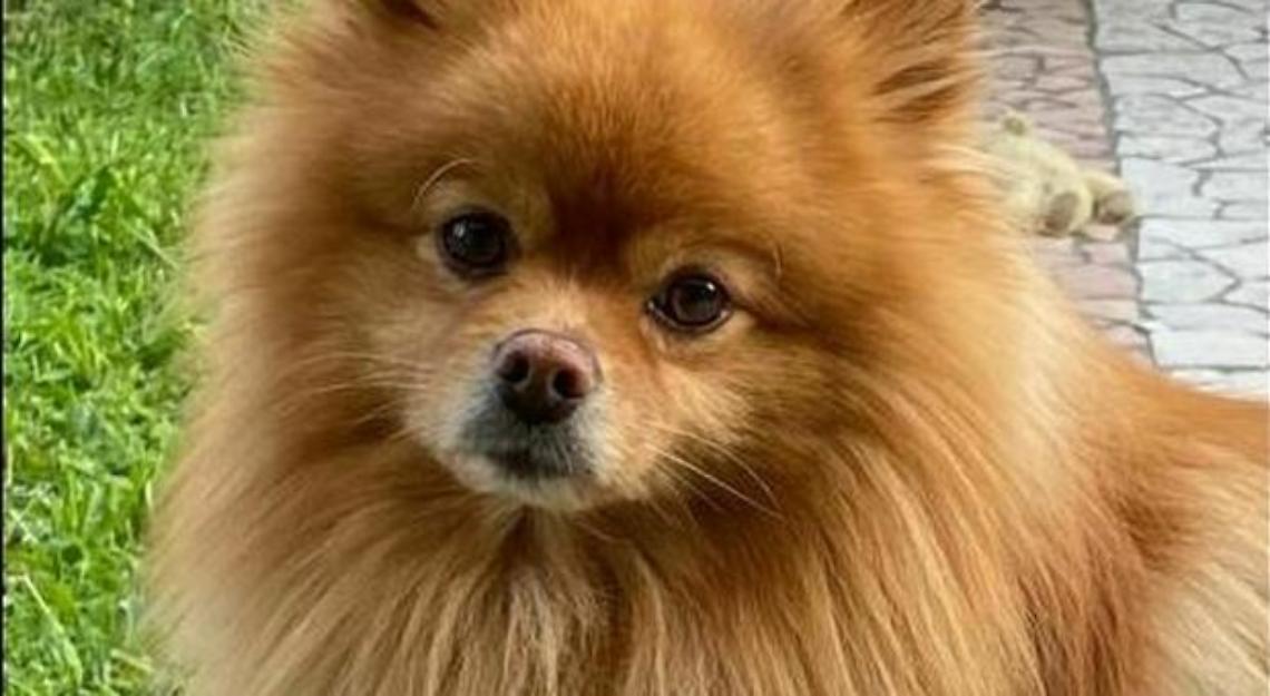 Svaligiano casa e portano via il cane a bimba disabile, l'appello del padre