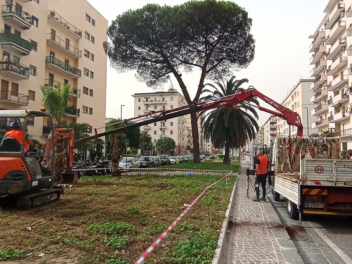 Viale Augusto, via alla ripiantumazione delle palme