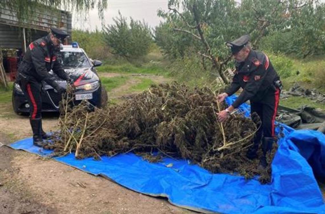 Piante di marijuana nel pescheto, 4 arresti