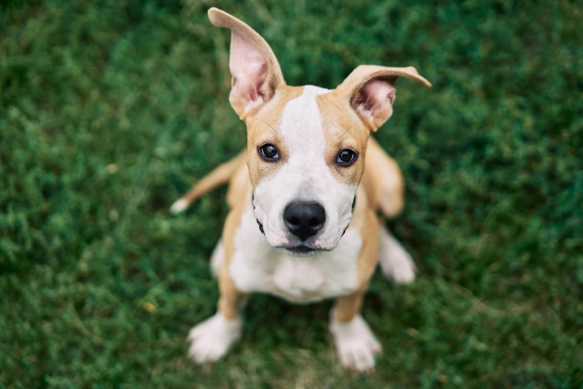 5 buoni motivi per stipulare una polizza sugli animali se si ha un cane