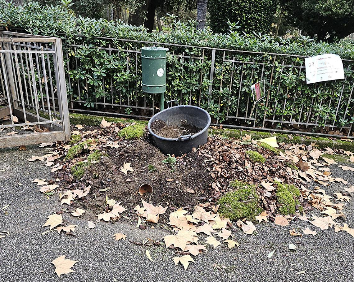 Rubato l'albero di Natale dell'Orto Botanico