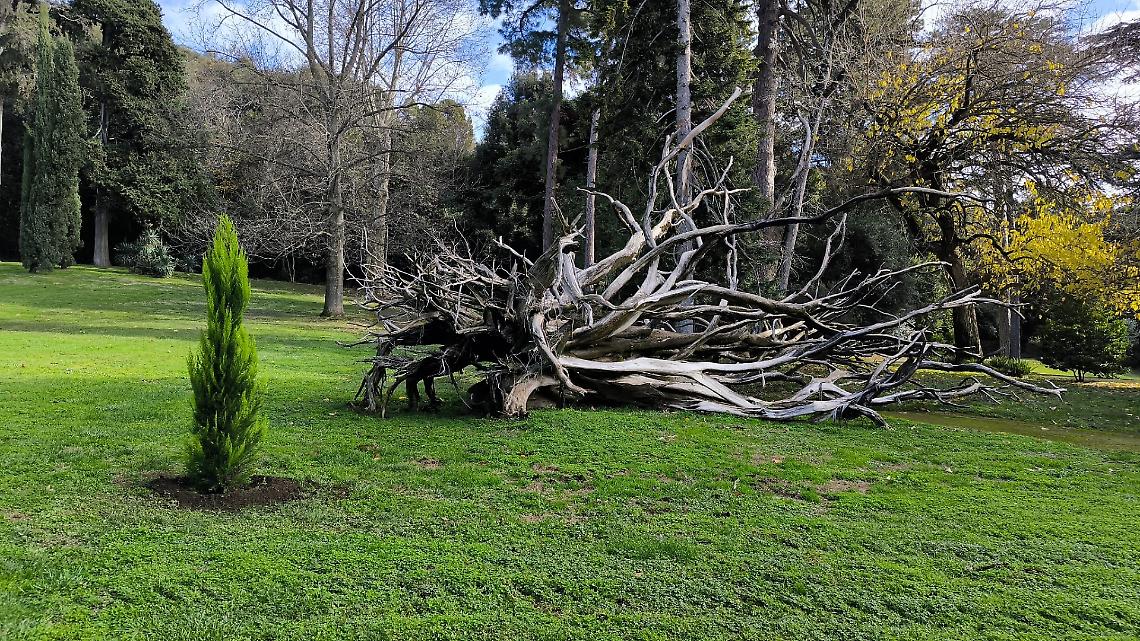 Reggia di Caserta, quattro giovani alberi messi a dimora nel Museo Verde