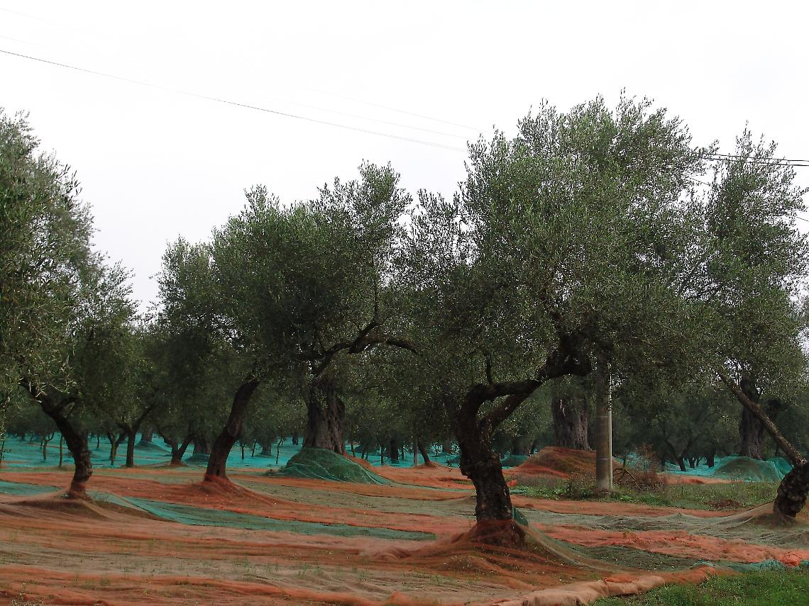 Il 61% degli oliveti della Campania ha più di 50 anni