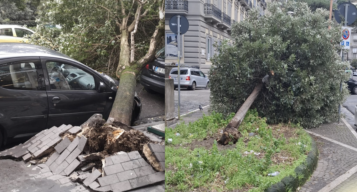 Cadono due alberi per il vento a Napoli, nessun ferito