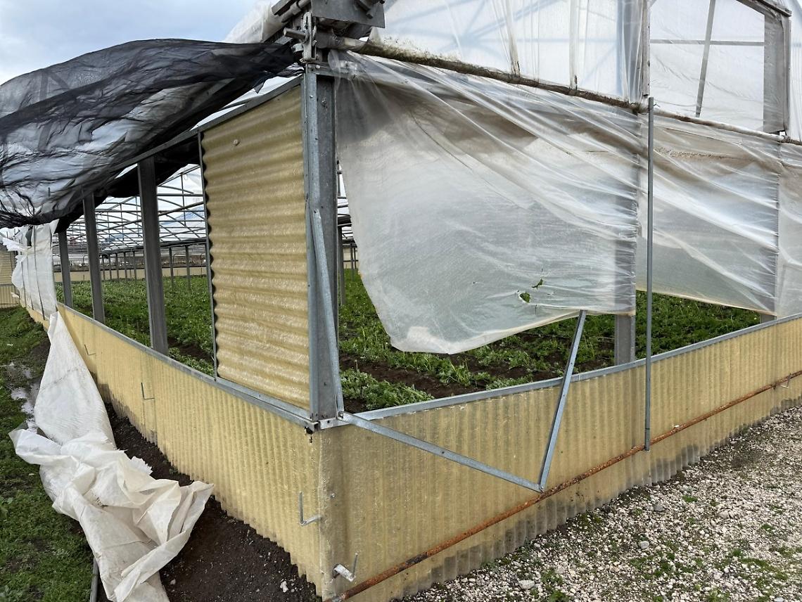 Florovivaismo in ginocchio, gravi danni nelle produzioni di ranuncoli 