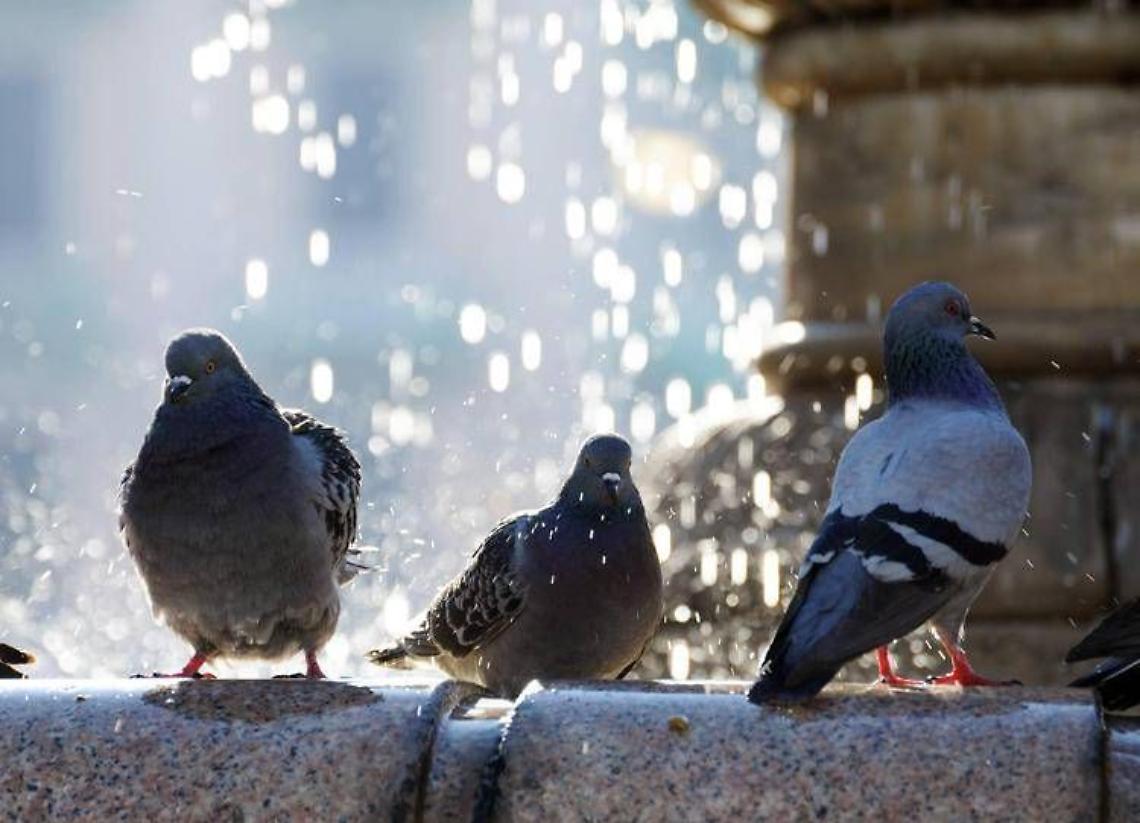 Decapita 4 piccioni e li getta nel parco, denunciato 43enne 