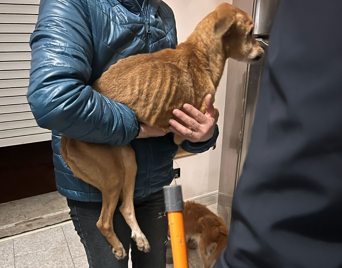 Indigente non può occuparsi dei suoi due cani, interviene la polizia locale