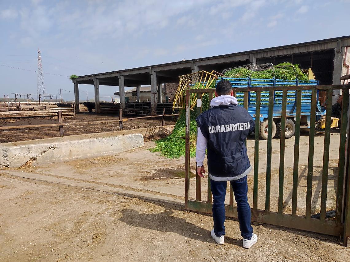 Violazioni ambientali, sequestrati due allevamenti bufalini 