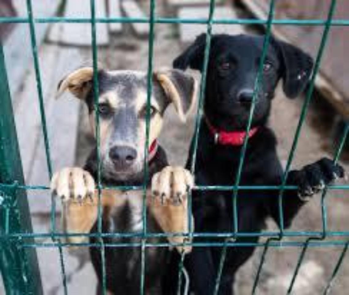 Via i cani tra le lacrime dei volontari