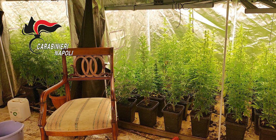 Sequestrate 98 piante di marijuana in una serra hi-tech
