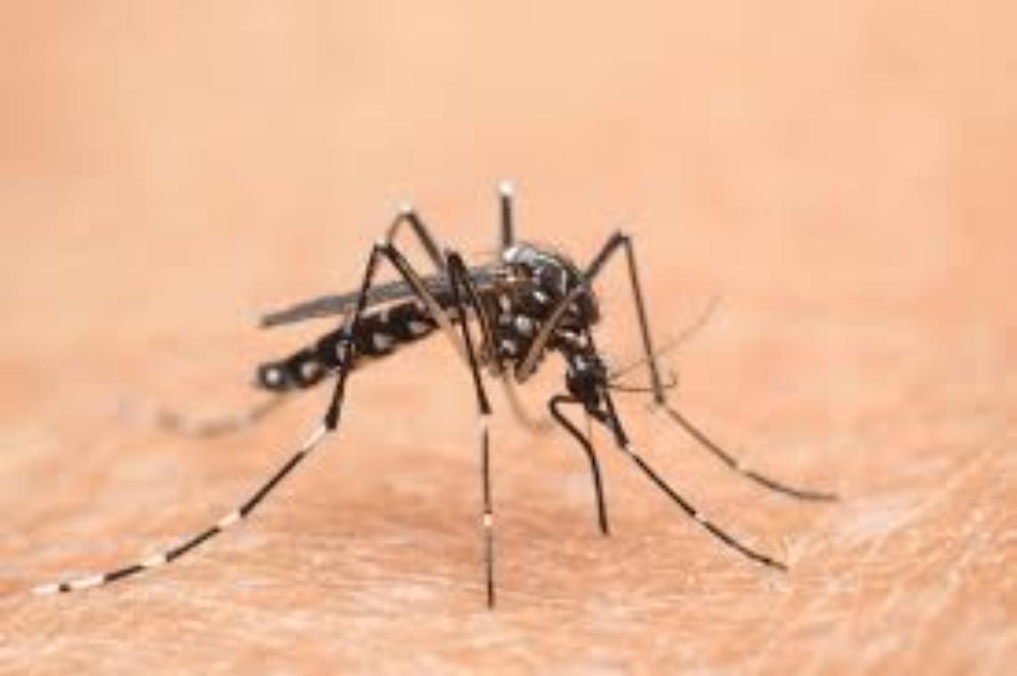 West Nile, De Luca: nessun allarme, ma massima attenzione