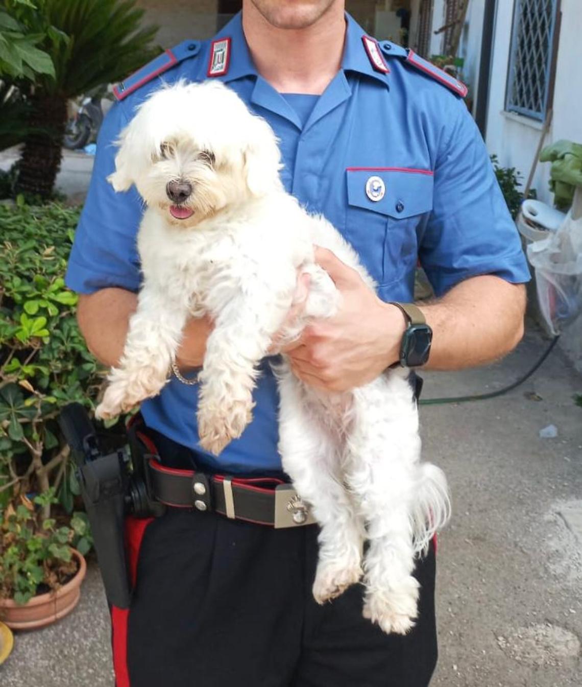 «Se vuoi rivedere il cane prepara 450 euro», arrestato 16enne