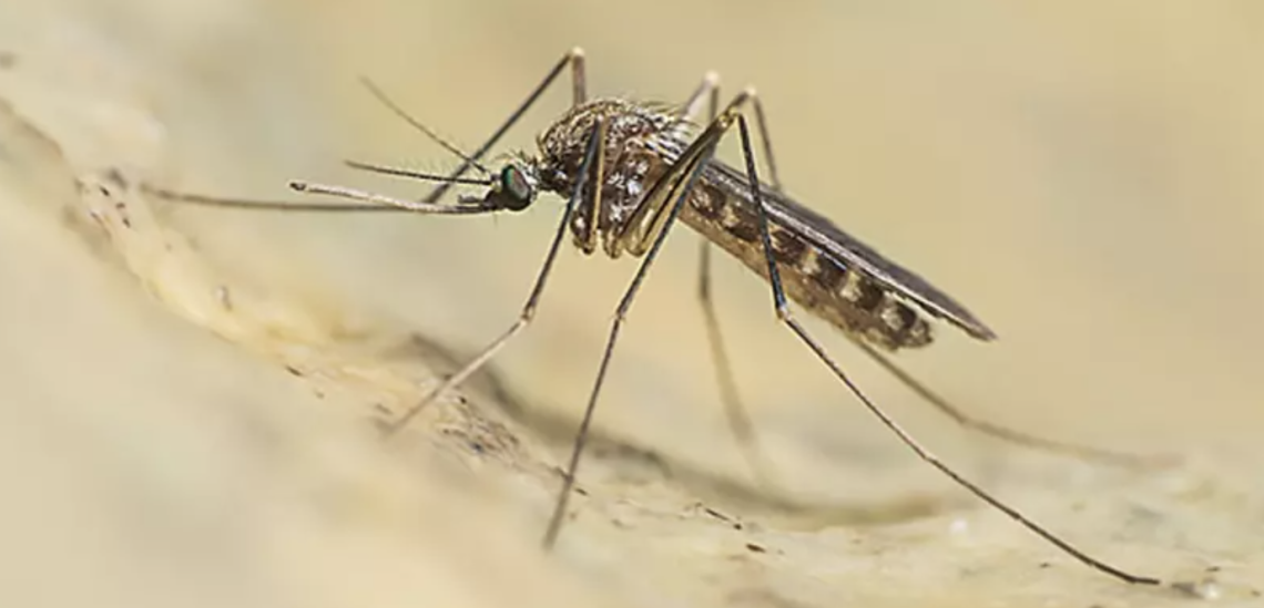 West Nile, altri due morti in Campania