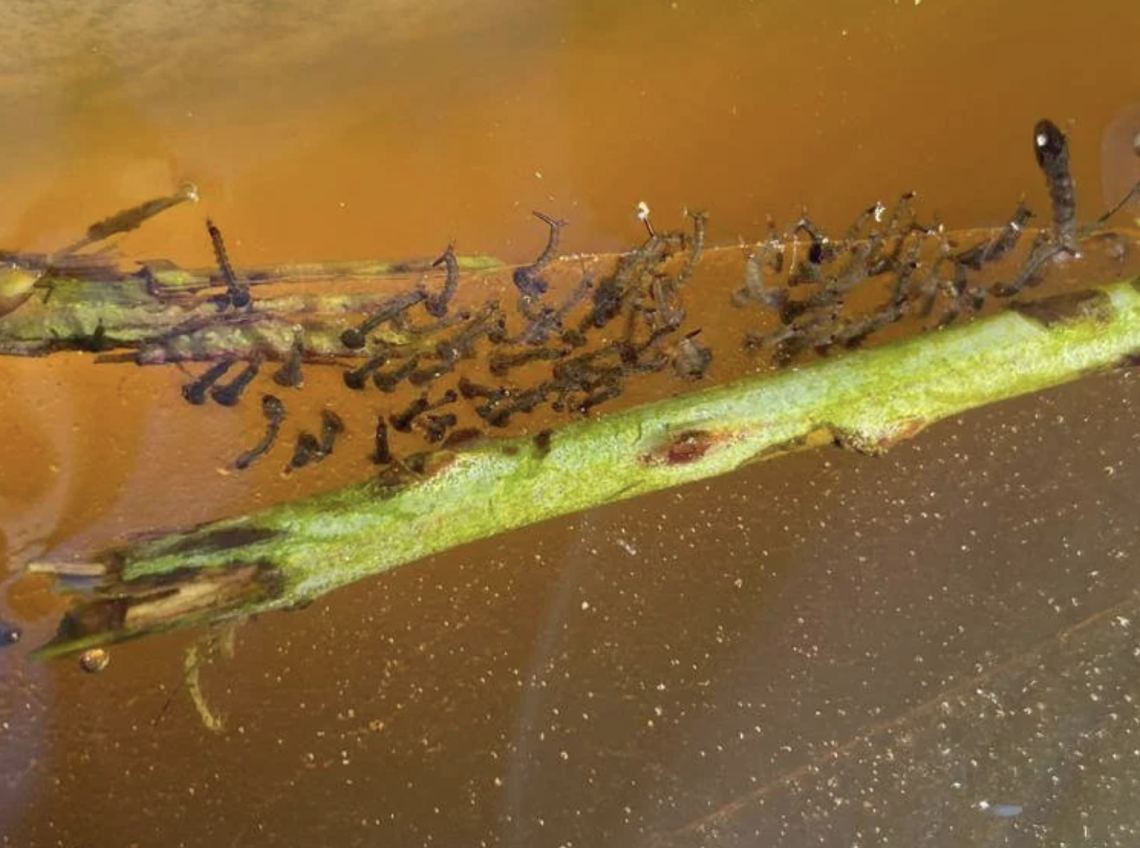 West Nile, cinque decessi in Campania