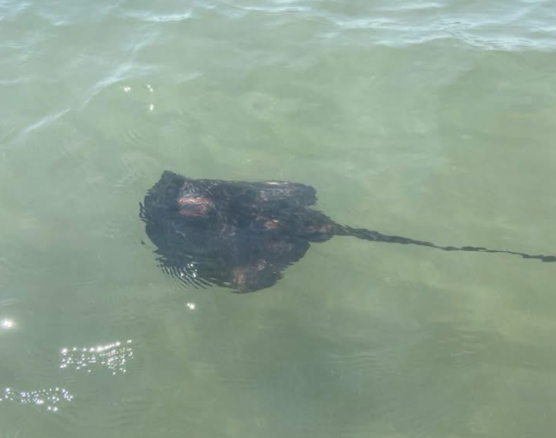 Spettacolo a Baia Domizia, delfini e razze incantano i bagnanti - FOTO E VIDEO