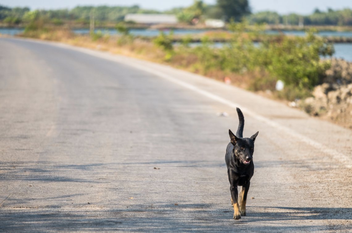 Tutela degli animali, è ora di passare ai fatti