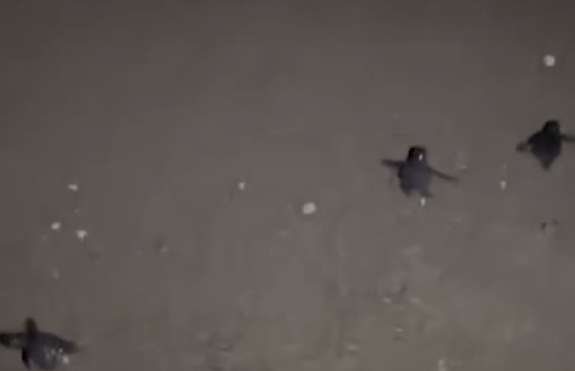 Sorpresa a Baia Domizia: si schiudono le uova delle tartarughe marine