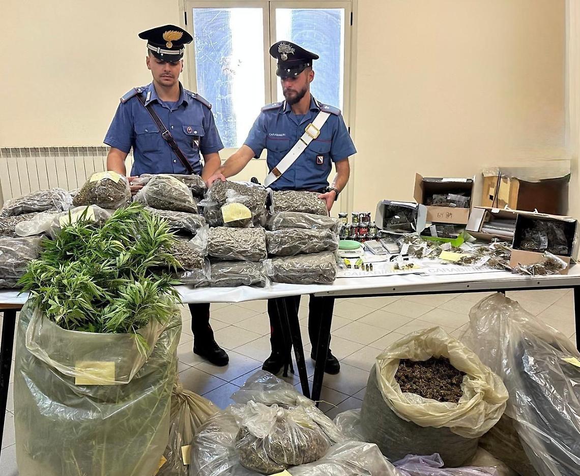 Operazione “Continuum Bellum 3", sequestrate 150 piante di marijuana