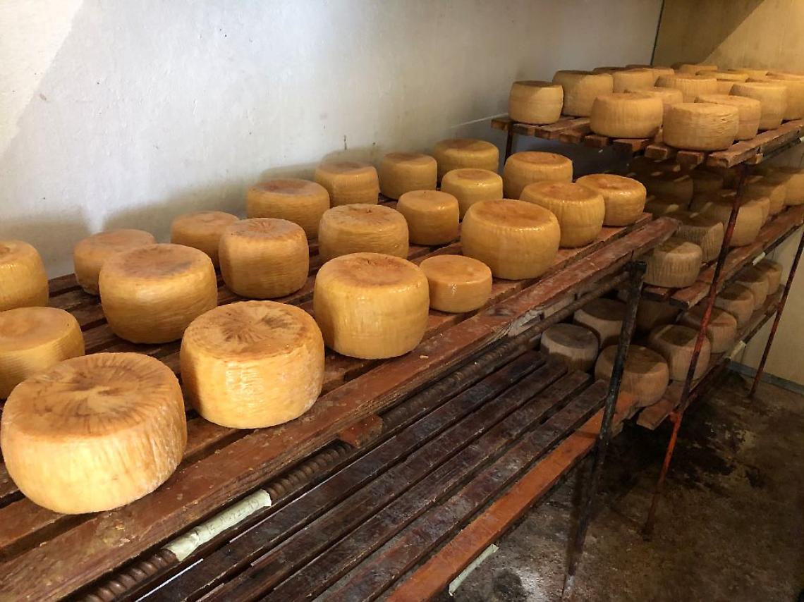  Slow Food Campania a Cheese 2025 con il sapere dei contadini e l'arte dei casari