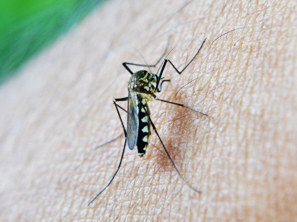 West Nile, convegno a Napoli: «l’imprevedibile è dietro l’angolo»