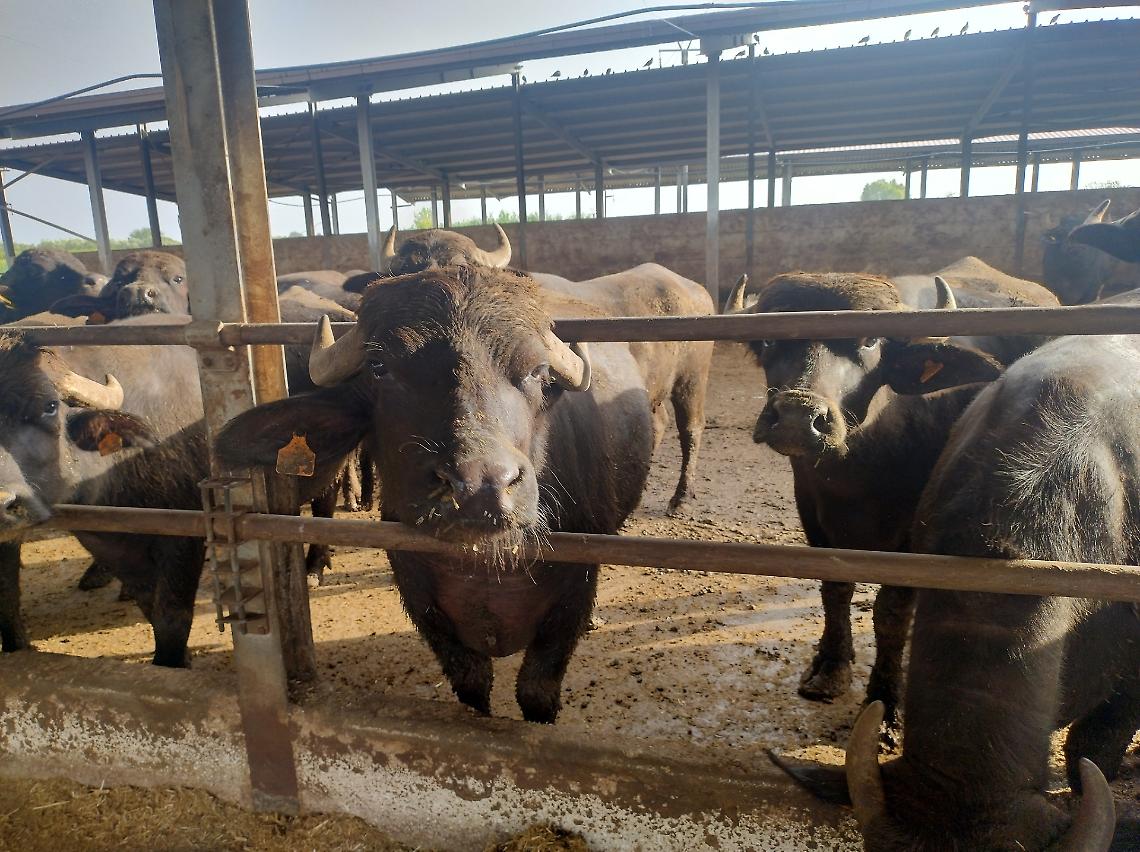 Coldiretti Campania: prosegue il calo del latte di bufala congelato e concentrato