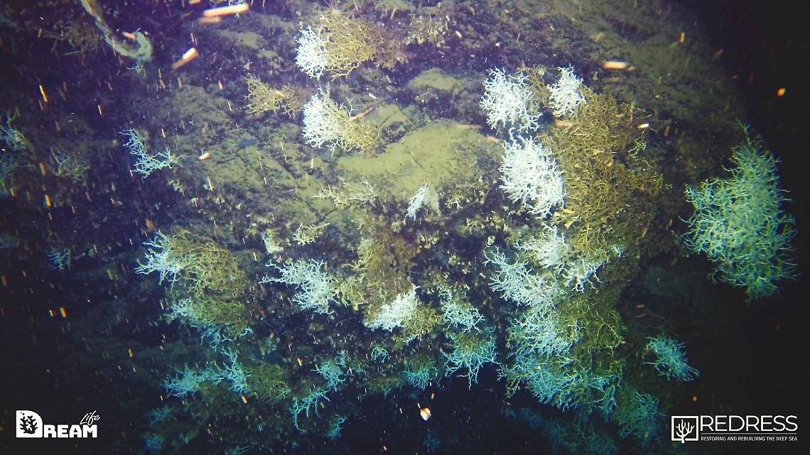 Nel Golfo di Napoli grande scogliera corallina a 500 metri di profondità