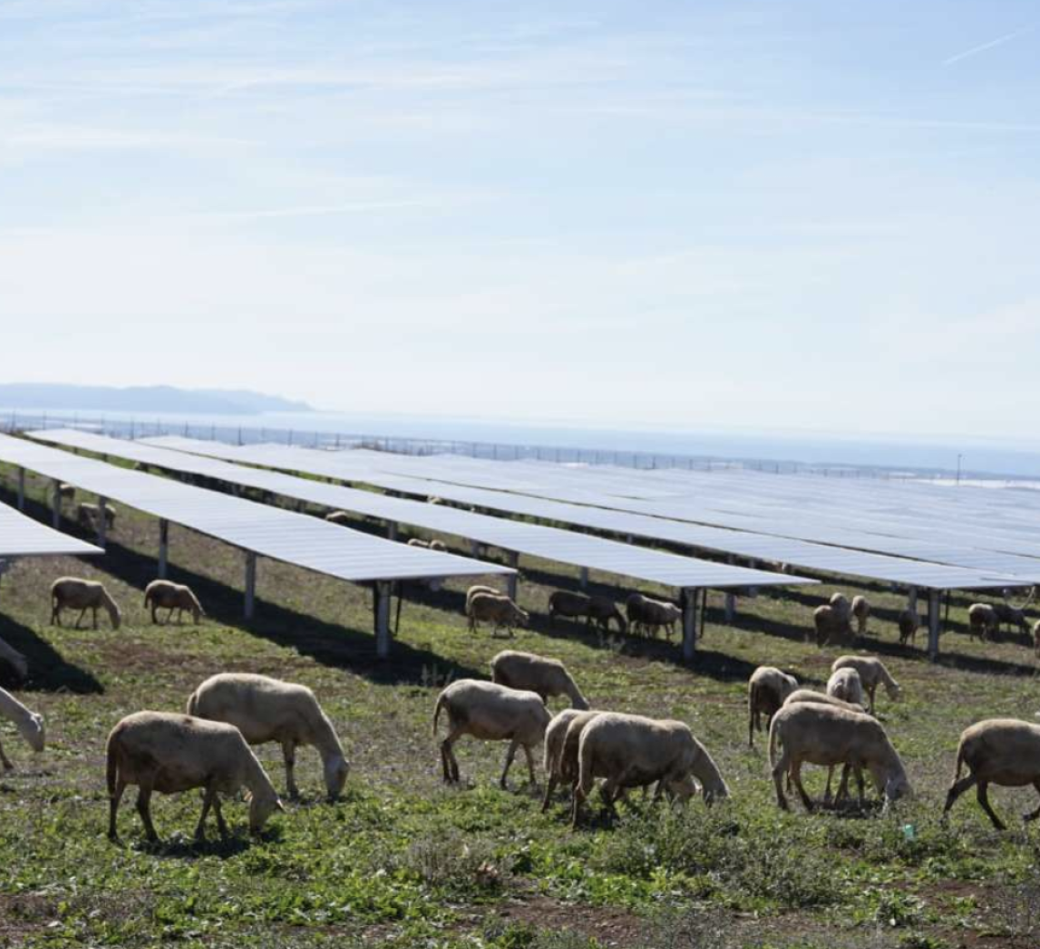 Ecco il primo parco agrivoltaico della Campania: 17 mila pannelli solari e 250 pecore