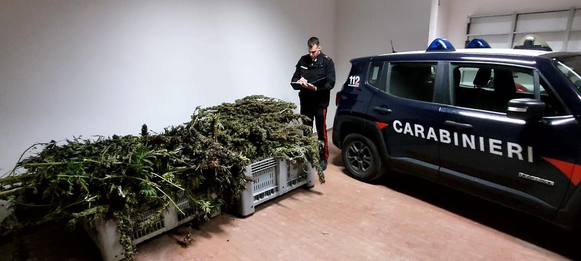 Scoperti a confezionare marijuana: due in manette