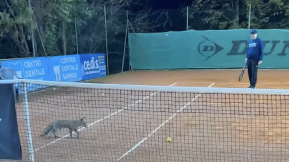 Volpe entra nel campo da tennis e ruba le palline per giocarci. ECCO IL VIDEO