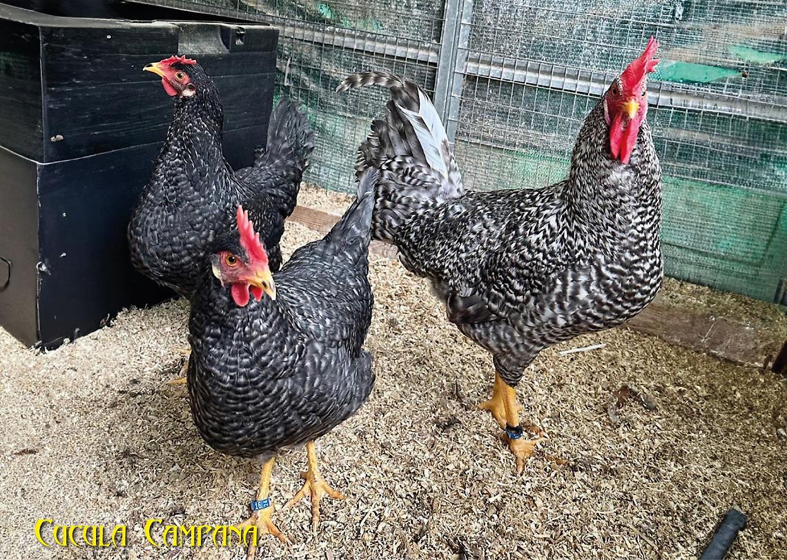 A Ercolano le galline ornamentali più belle e le uova più colorate