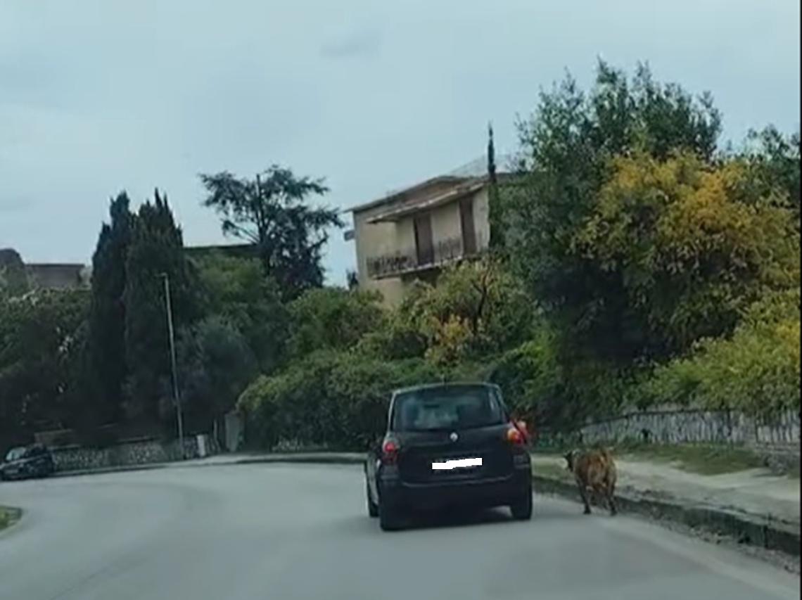 Trascina cane dall'auto, denunciato per maltrattamenti