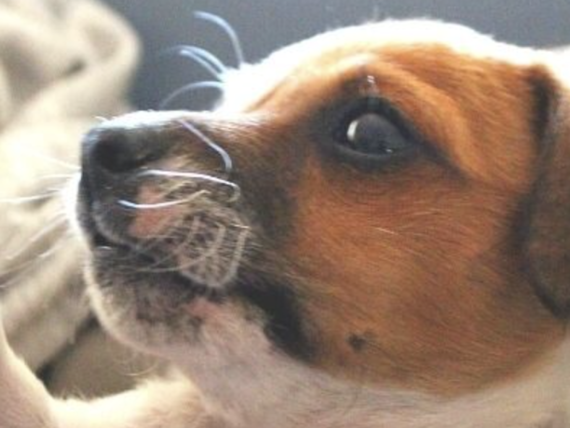 Un trovatello sotto l'albero, a Napoli campagna per adozione cani