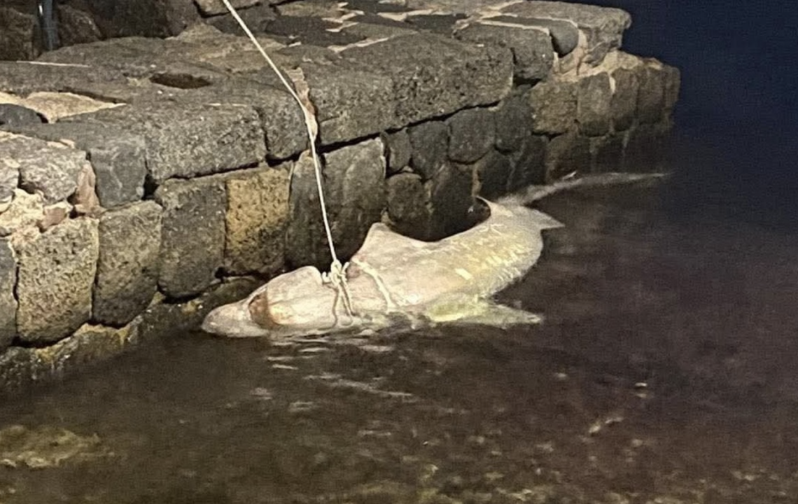 Squalo capopiatto trovato morto ad Ischia 