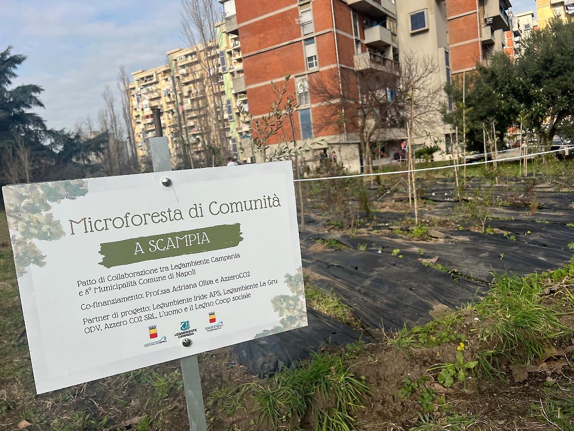 Napoli, 400 piante a Scampia per la microforesta di comunit&agrave;