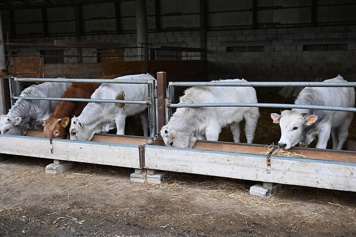 Coldiretti: stop alle pratiche sleali per difendere reddito degli allevatori bovini