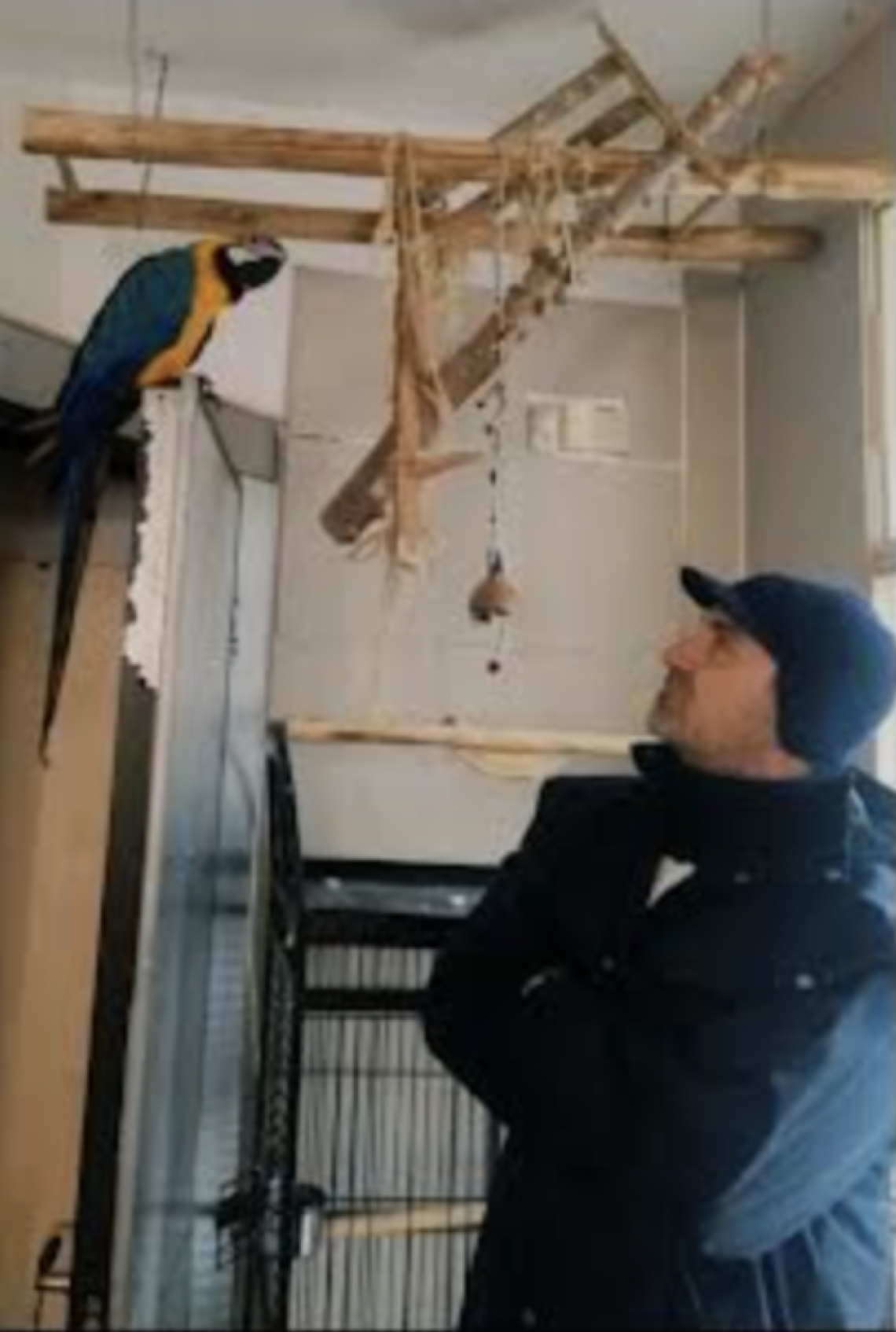 Festival degli Animali in Giallo: tra i protagonisti pappagalli e squali assassini