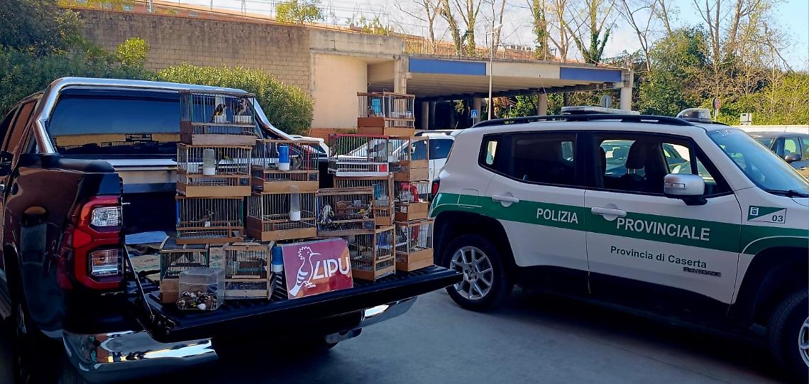 Sequestrati 200 volatili detenuti illegalmente nel Casertano