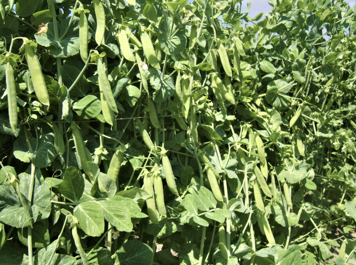 Radici nel piatto, tra street food e tutela della biodiversit&agrave;