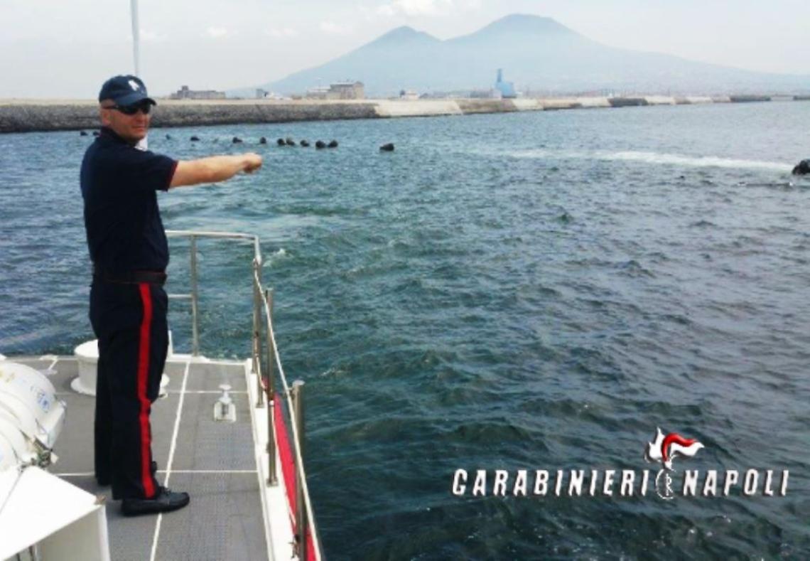 Cozze “all'epatite” pronte per finire sulle tavole: maxisequestro a Vigliena