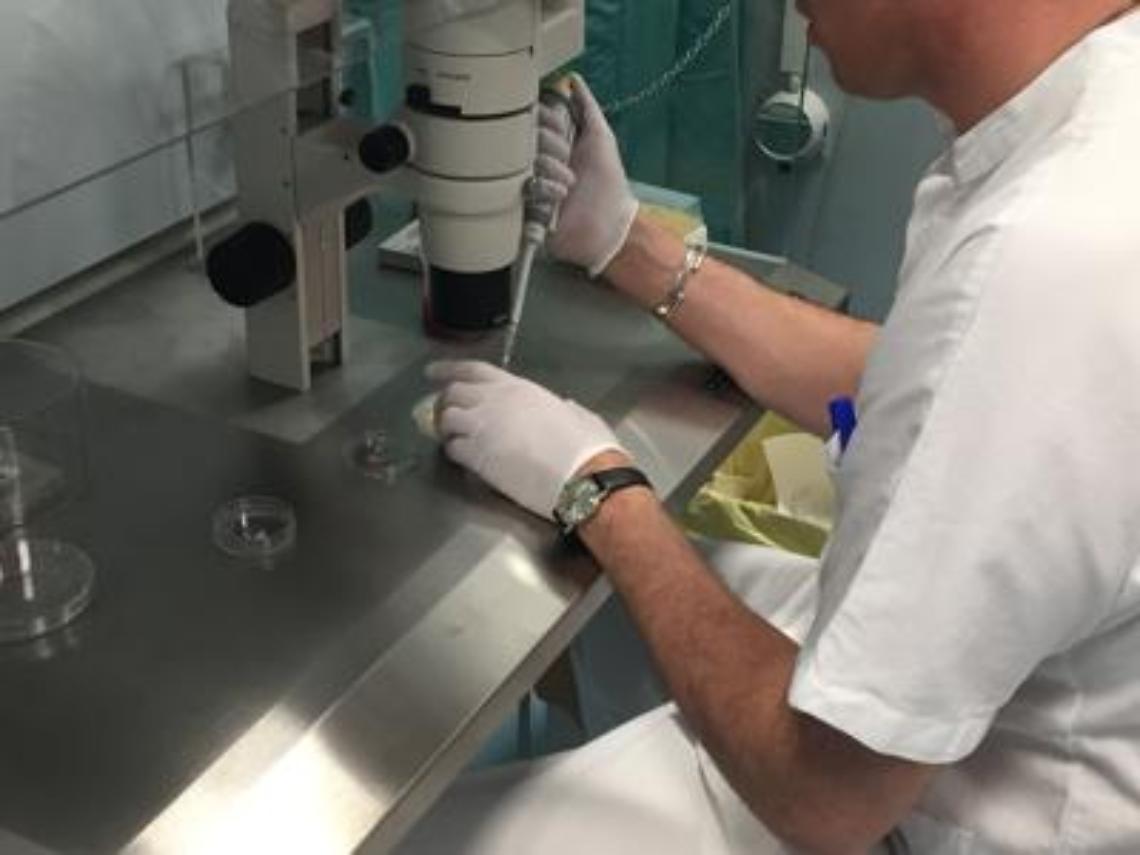 Possibile modificare il Dna dell'embrione umano, via libera in Inghilterra