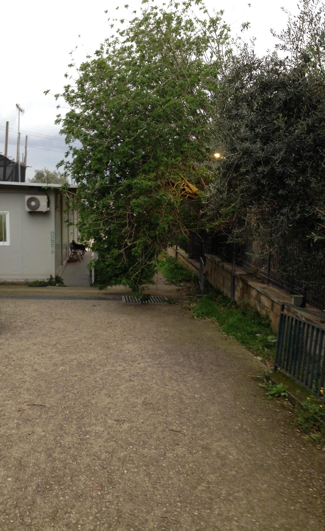 Castellammare, albero cade all'ingresso di Villa Arianna: chiuso il sito
